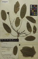 Lectotype of Erythrina falcata Benth. [family FABACEAE]