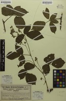 Syntype of Rubus dollnensis Sprib. [family ROSACEAE]