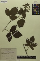 Isolectotype of Rubus chlorothyrsos Focke [family ROSACEAE]