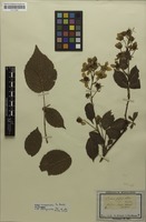 Type of Rubus fastigiatus Weihe & Nees [family ROSACEAE]