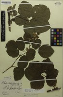 Lectotype of Rubus kolbei var. heimerlii [family ROSACEAE]