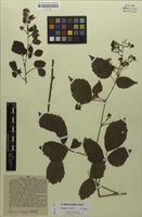 Syntype of Rubus loehrii Wirtg. [family ROSACEAE]