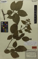 Isotype of Rubus jansenii H.E.Weber [family ROSACEAE]