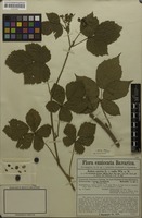 Filed as Rubus werdensis Erdner [family ROSACEAE]