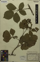 Isotype of Rubus sorbicus H.E.Weber [family ROSACEAE]