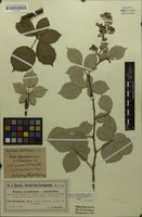 Syntype of Rubus robusticaulis Sudre [family ROSACEAE]