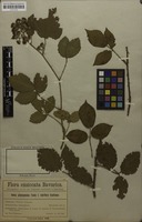Syntype of Rubus platycephalus f. rubriflora E.Kaufmann [family ROSACEAE]