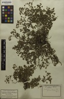 Isotype of Potentilla collina var. vockei P.J.Müll. ex Beck [family ROSACEAE]
