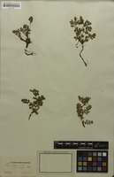 Filed as Sibbaldianthe bifurca (L.) Kurtto & T.Erikss. [family ROSACEAE]