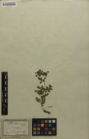 Filed as Potentilla supina L. [family ROSACEAE]