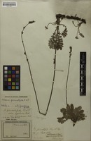 Syntype of Acaena pinnatifida var. gracilescens Bitter [family ROSACEAE]