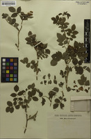 Type of Rosa granensis Kmet ex Heinr.Braun [family ROSACEAE]