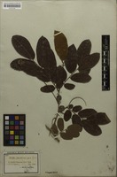 Isosyntype of Crudia pubescens Spruce ex Benth. [family FABACEAE]