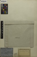 Holotype of Enterolobium timbouva var. canescens Benth. [family MIMOSACEAE]