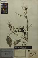 Filed as Enterolobium contortisiliquum (Vell.) Morong [family MIMOSACEAE]