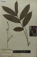 Syntype of Porocystis toulicioides Radlk. [family SAPINDACEAE]