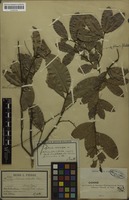Isosyntype of Aphania ochnoides Pierre ex Lecomte [family SAPINDACEAE]