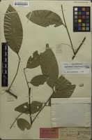 Syntype of Aphania boerlagei Valeton [family SAPINDACEAE]
