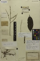 Isolectotype of Talisia carinata Radlk. [family SAPINDACEAE]