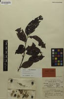 Holotype of Alectryon fuscus Radlk. [family SAPINDACEAE]