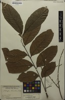 Isotype of Matayba adenanthera Radlk. [family SAPINDACEAE]