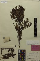 Holotype of Guioa crenulata Radlk. [family SAPINDACEAE]
