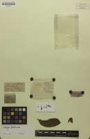 Isotype of Matayba floribunda Radlk. [family SAPINDACEAE]
