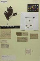 Isotype of Guioa ovalis Radlk. [family SAPINDACEAE]