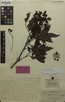 Holotype of Guioa truncata Radlk. [family SAPINDACEAE]