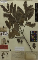 Isolectotype of Cupaniopsis apiocarpa Radlk. [family SAPINDACEAE]