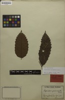 Isotype of Cupaniopsis grosseserrata Radlk. [family SAPINDACEAE]