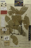 Isolectotype of Rhysotoechia acuminata Radlk. [family SAPINDACEAE]
