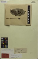 Isotype of Arytera densiflora Radlk. [family SAPINDACEAE]