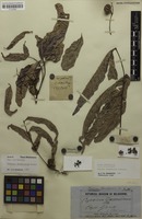 Syntype of Cupania daemeliana F.Muell. [family SAPINDACEAE]