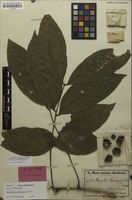 Holotype of Harpullia weinlandii K.Schum. [family SAPINDACEAE]