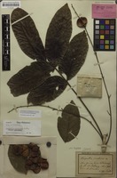 Isotype of Harpullia crustacea Radlk. [family SAPINDACEAE]