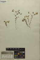 Filed as Lotus cytisoides L. [family FABACEAE]