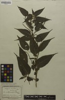 Syntype of Acalypha amblyodonta var. villosa Müll.Arg. [family EUPHORBIACEAE]