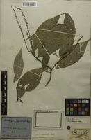 Filed as Acalypha acuminata Benth. [family EUPHORBIACEAE]