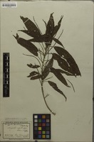 Syntype of Acalypha martiana Müll.Arg. [family EUPHORBIACEAE]