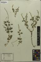 Original material of Celosia polygonoides Retz. [family AMARANTHACEAE]