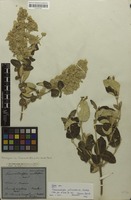 Holotype of Trommsdorffia pulverulenta Mart. [family AMARANTHACEAE]