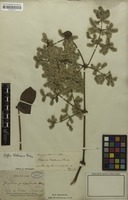 Isosyntype of Hebanthe hookeriana Hemsl. [family AMARANTHACEAE]