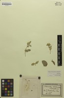 Isosyntype of Alternanthera albotomentosa Suess. [family AMARANTHACEAE]