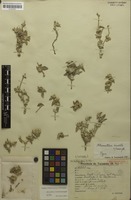 Syntype of Alternanthera cinerella Suess. [family AMARANTHACEAE]