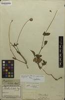 Original material of Mogiphanes hirtula Mart. [family AMARANTHACEAE]