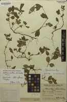 Syntype of Alternanthera rufescens Suess. [family AMARANTHACEAE]