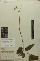 Syntype of Brandesia rufa Mart. [family AMARANTHACEAE]