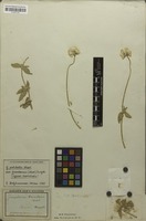 Holotype of Gomphrena haenkeana Mart. [family AMARANTHACEAE]