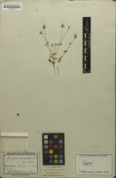 Original material of Gomphrena leucocephala Mart. [family AMARANTHACEAE]